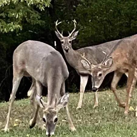 Huge Family Wildlife Retreat Close To The Holiday home *