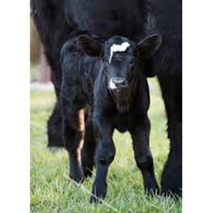 Brenda Lee History 4br Retreat Pool Hot Tub