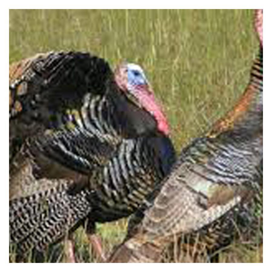 Brenda Lee History 4br Retreat Pool Hot Tub Villa *