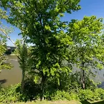 Cumberland River Near Dt *