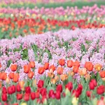 Elegant 4 King Belmont Retreat With 2 Living Rooms Walk To Belmont And Vanderbilt Near 12Th South Music Row & The Gulch 2 Miles To Broadway Large Dining Table Smart Tvs Parking 24 Hr Hospitality