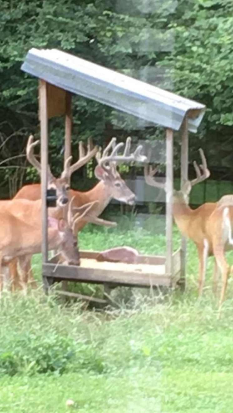 Holiday home Huge Family Wildlife Retreat Close To The *