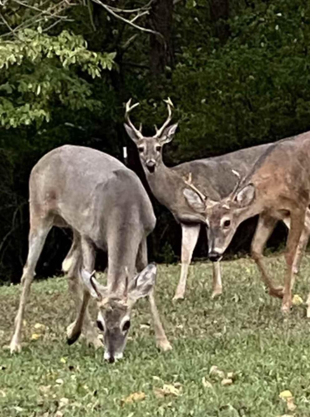 Huge Family Wildlife Retreat Close To The Holiday home *