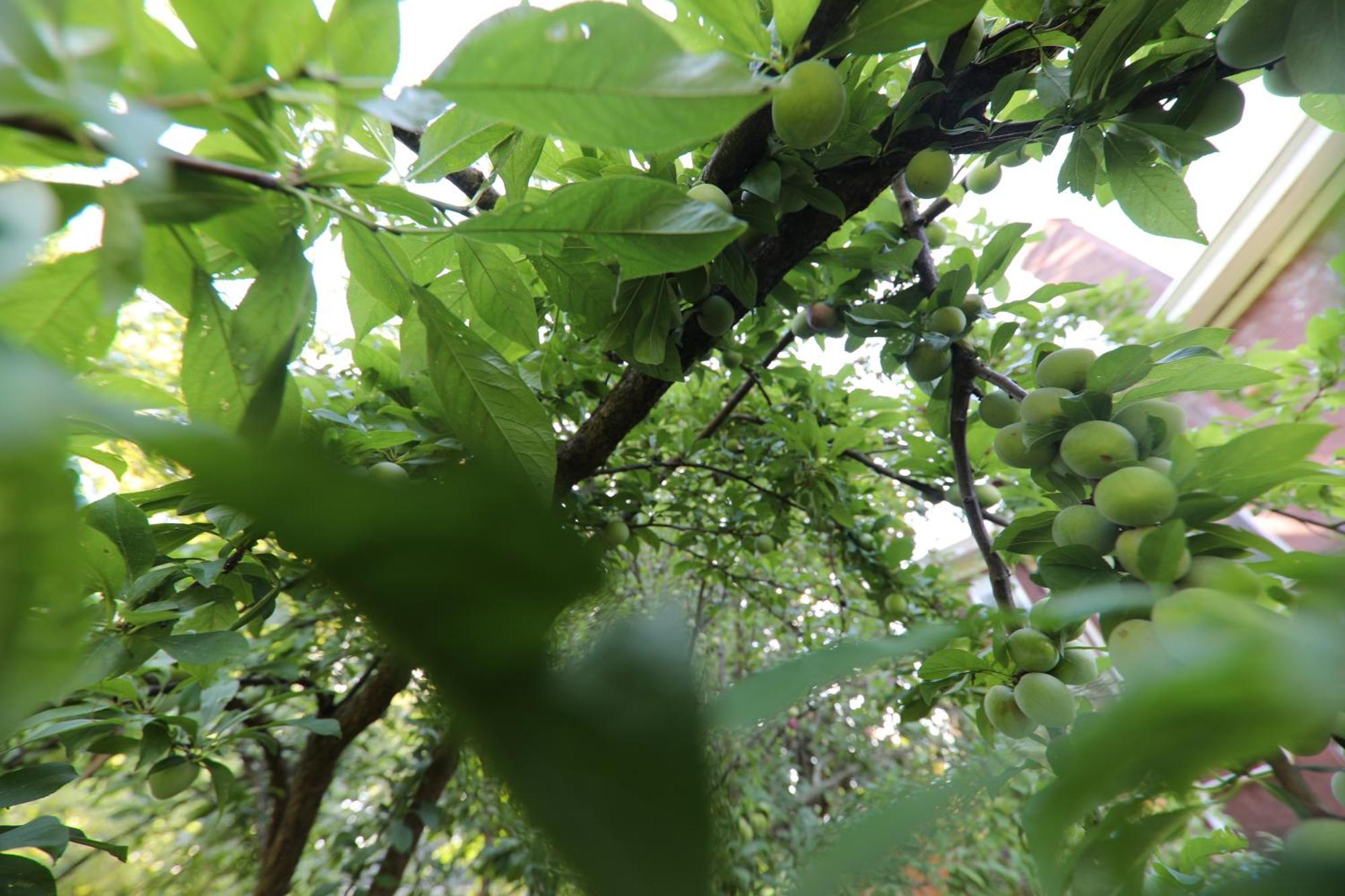 Holiday home The Magnolia Mansion 6 Minutes To Broadway On 4 Acres *