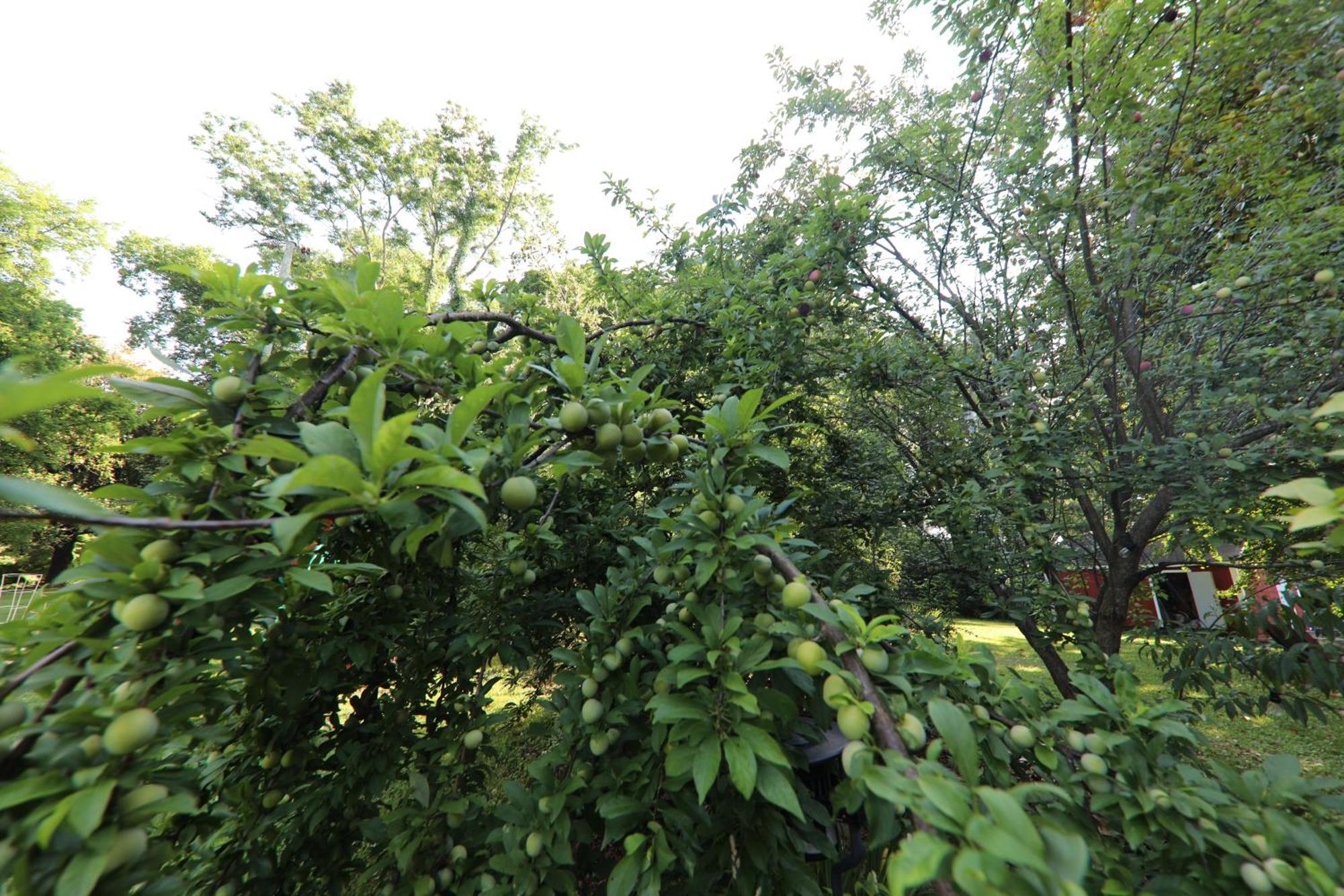 The Magnolia Mansion 6 Minutes To Broadway On 4 Acres Holiday home Nashville