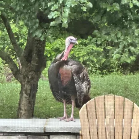Huge Family Wildlife Retreat Close To The Lake * Nashville