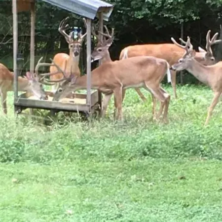Holiday home Huge Family Wildlife Retreat Close To The Lake Nashville