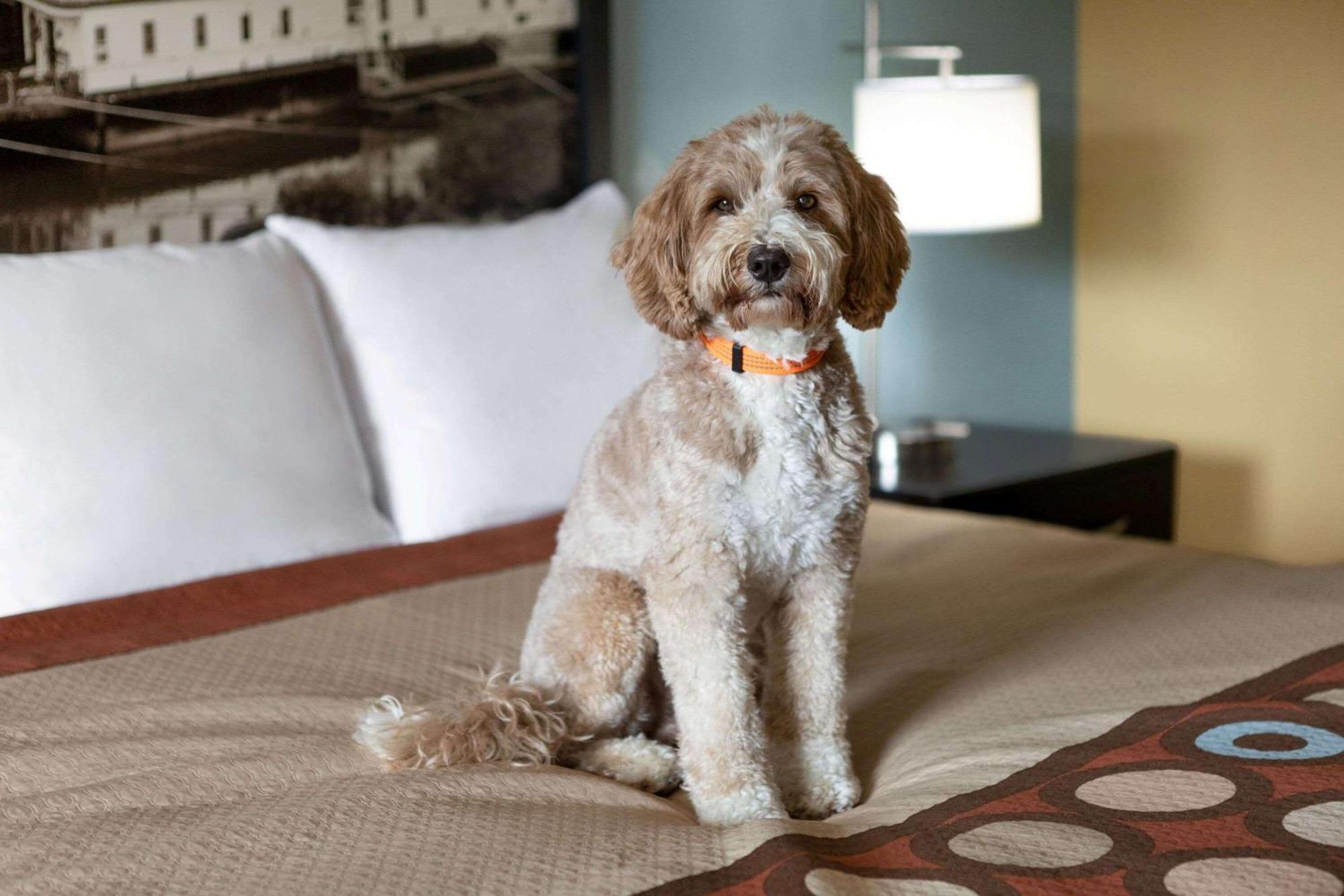 Super 8 By Wyndham Whites Creek/ Nw Area Hotel